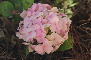 A lovely hydrangea welcomes spring.