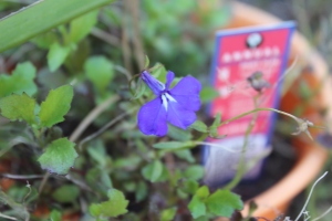 And just look at that adorable lobelia!