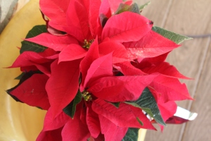 This poinsettia just wants to die.